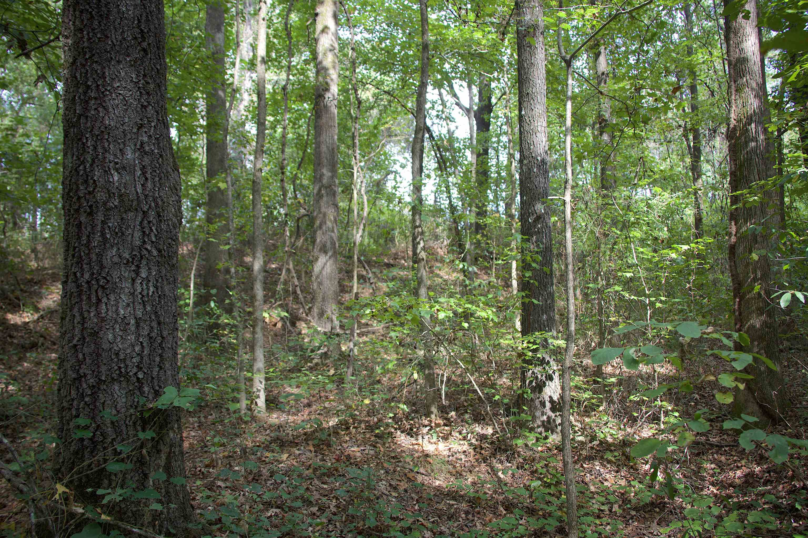 914 Park Swain Road Grand Junction, TN 38039 - Photo 6 of 18 View of wooded area