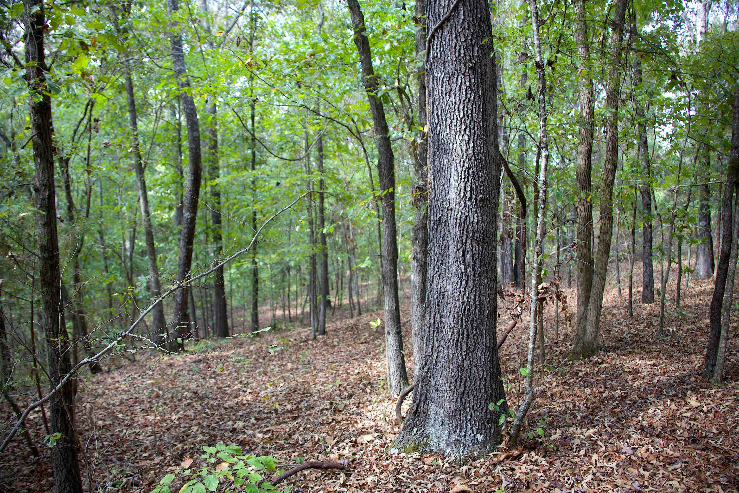 914 Park Swain Road Grand Junction, TN 38039 - Photo 7 of 16 a view of outdoor space with lots of trees