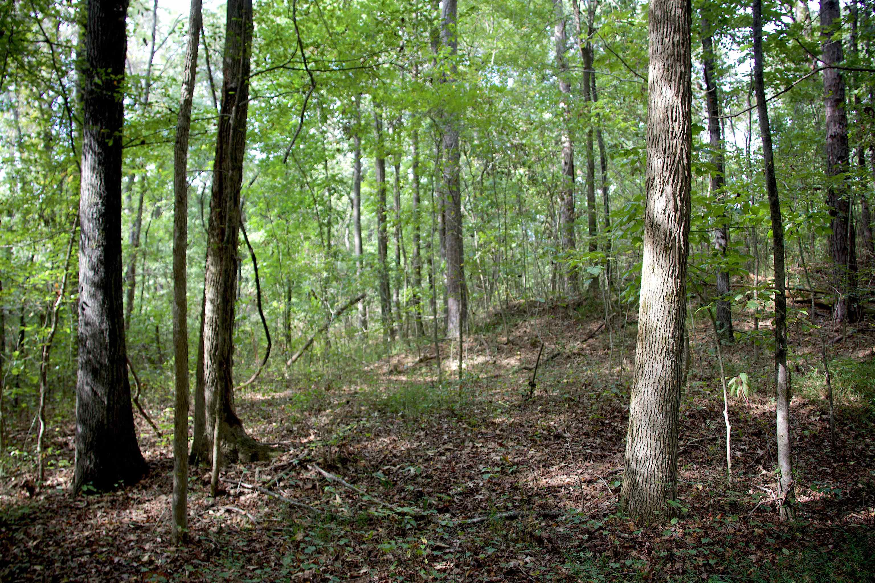914 Park Swain Road Grand Junction, TN 38039 - Photo 7 of 18 View of woods