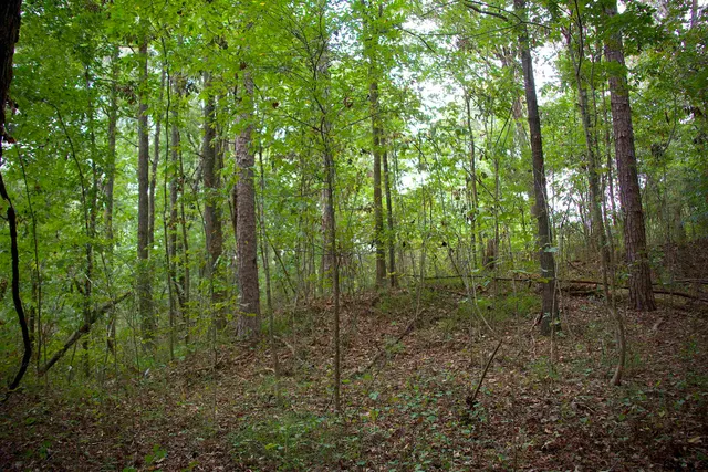 a view of a forest with trees in the background