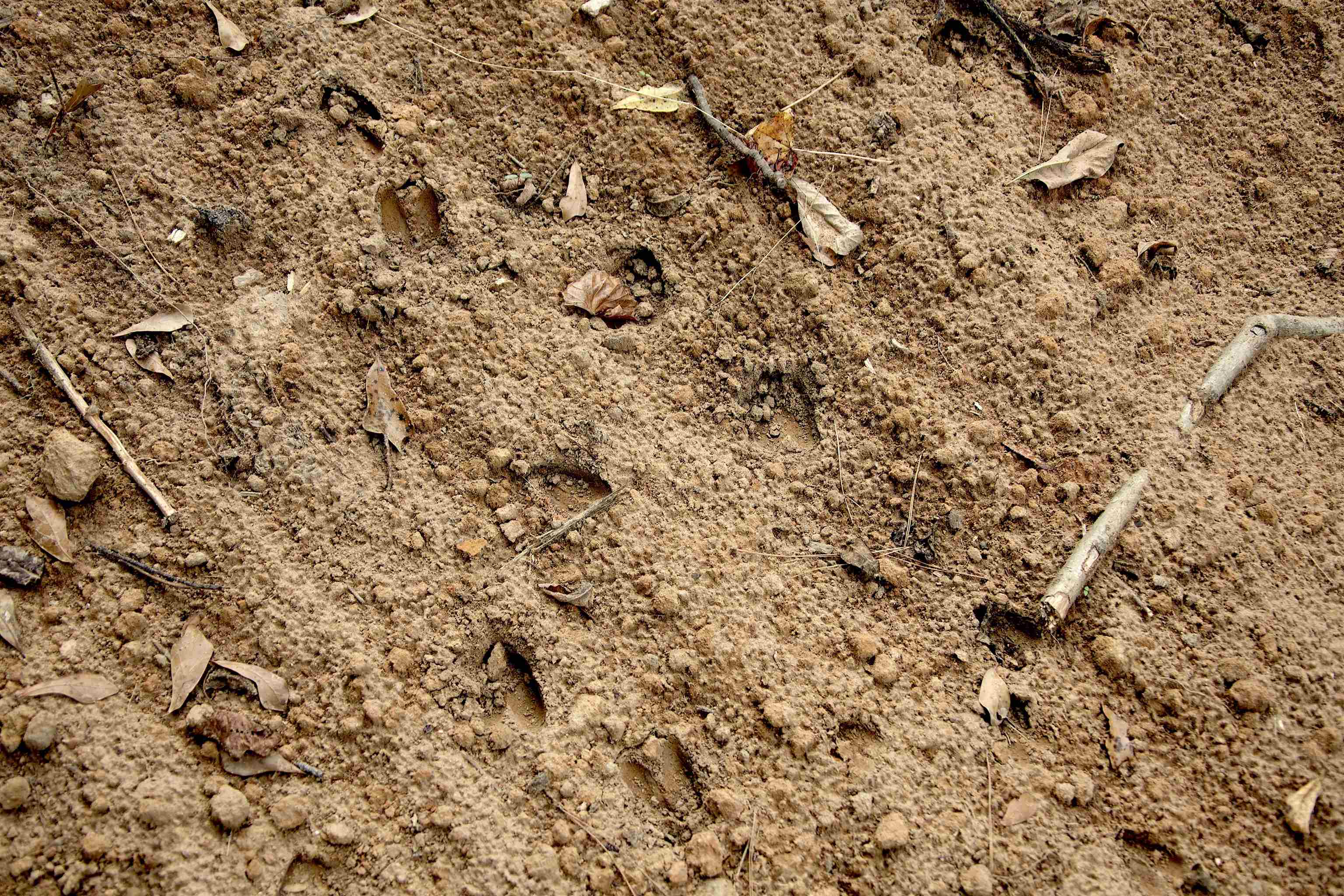 914 Park Swain Road Grand Junction, TN 38039 - Photo 8 of 16 a view of a field