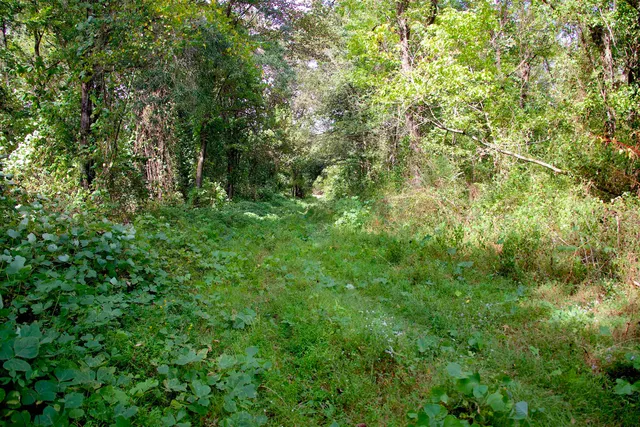 a view of a lush green forest