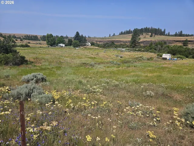 a view of a dry yard with trees