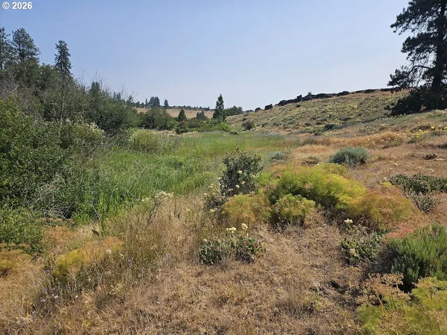 a view of a dry yard with trees
