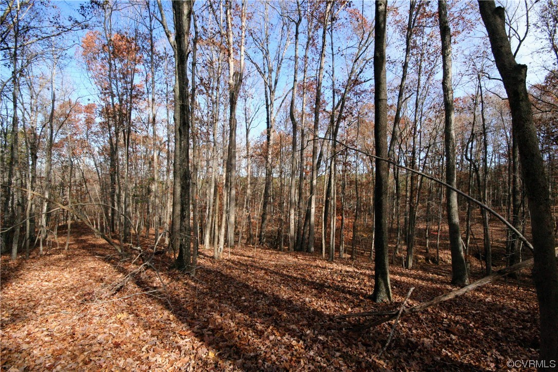 11480 Howardsville Road Howardsville, VA 24562 - Photo 39 of 50 a backyard of a house with lots of tall trees