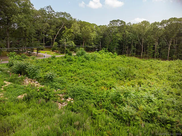 a view of a backyard with potted plants and large trees