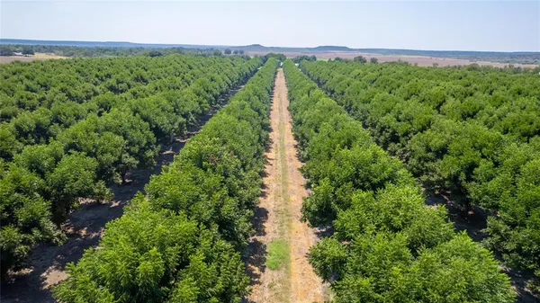 a view of a lush green forest with lots of trees