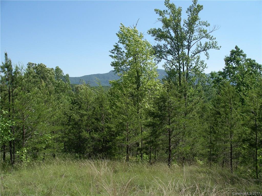 a view of a lush green forest