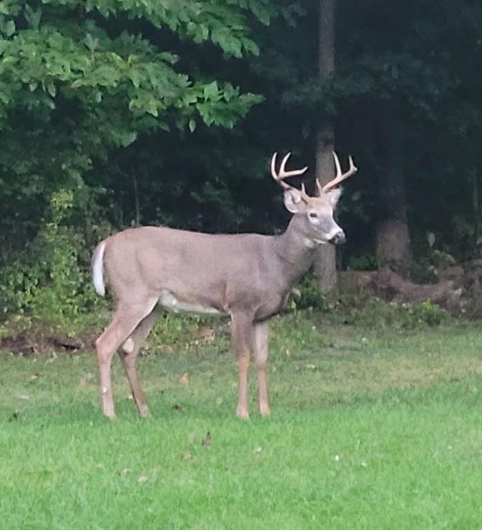 526 East River Road Edinburg, PA 16116 - Photo 39 of 39 a view of a yard in a yard