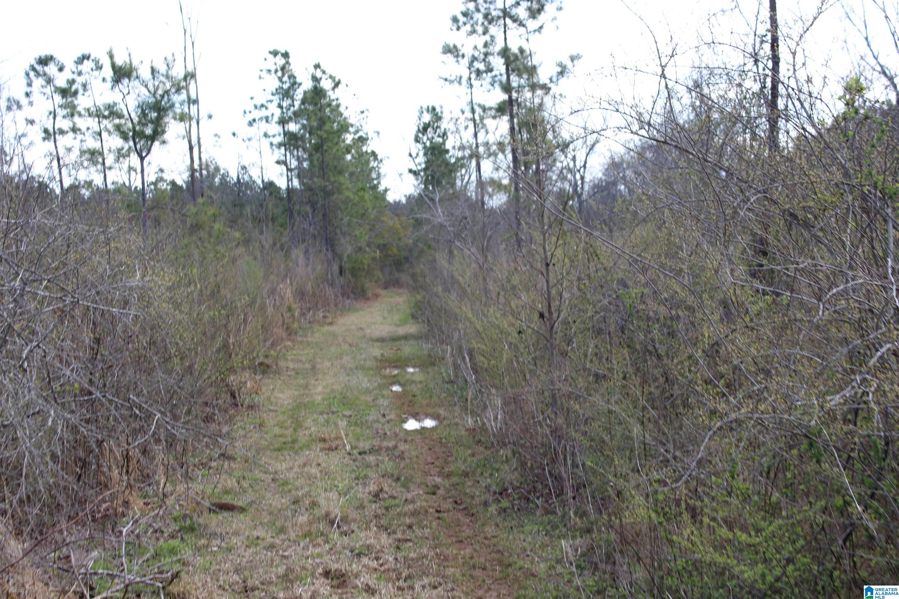 518 County Road, Unit 33 859ACRES Woodland, AL 36280 - Photo 5 of 32