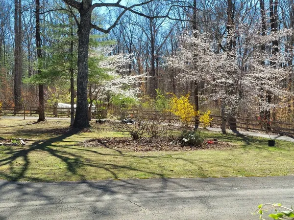a view of a tree in the middle of a yard