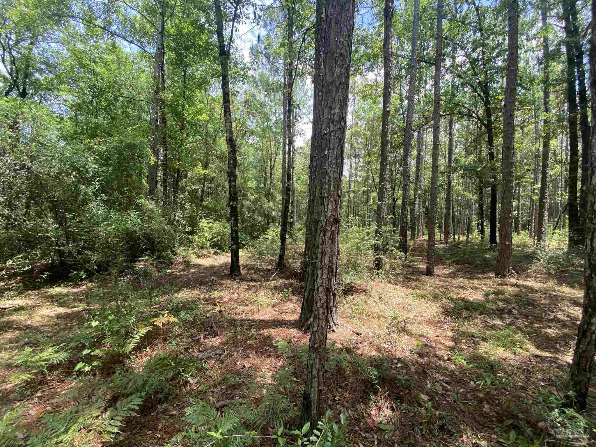 0 Short Creek Road Jay, FL 32565 - Photo 1 of 18