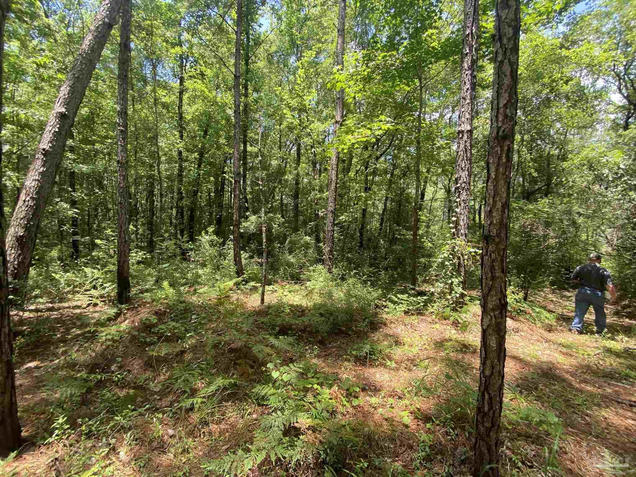 0 Short Creek Road Jay, FL 32565 - Photo 2 of 18