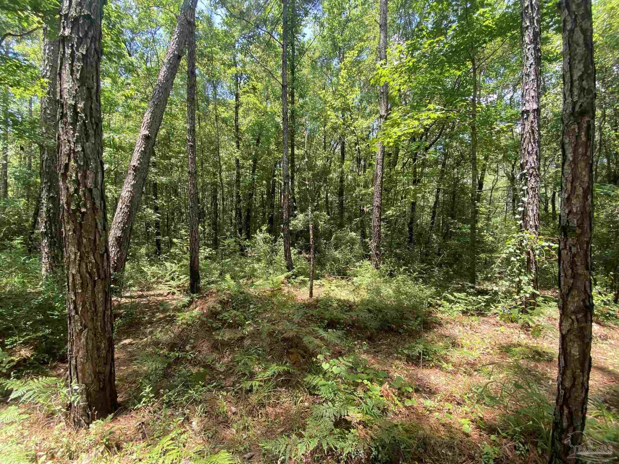 0 Short Creek Road Jay, FL 32565 - Photo 3 of 18