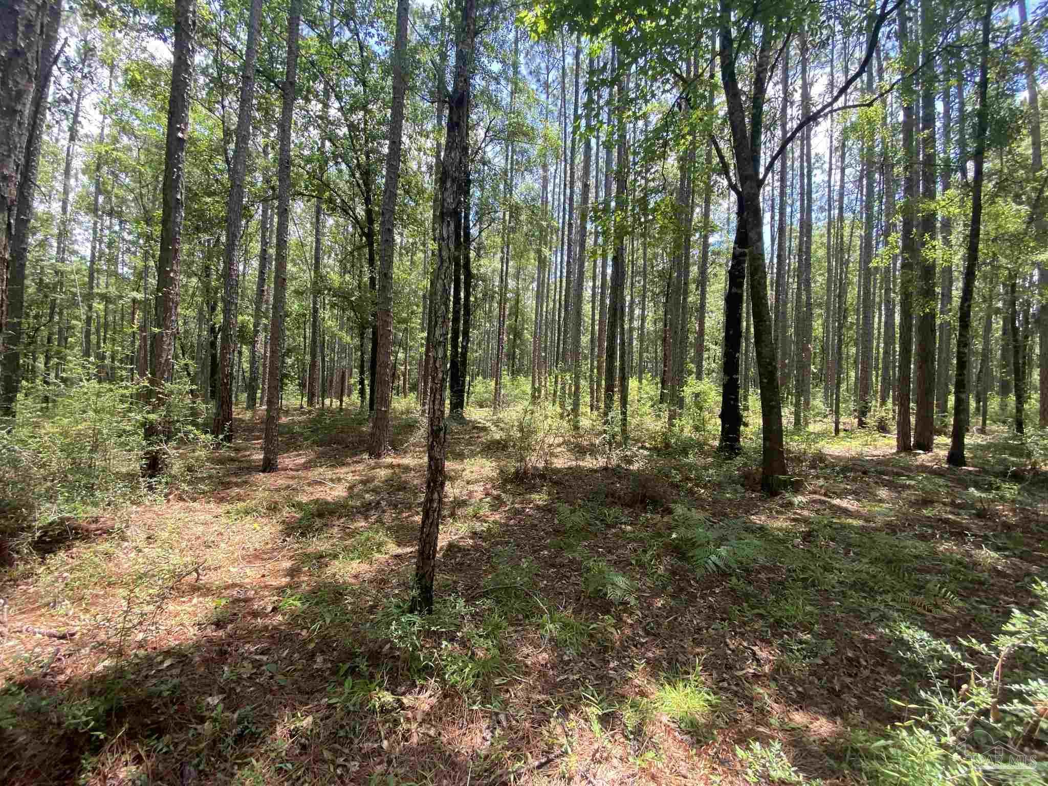 0 Short Creek Road Jay, FL 32565 - Photo 5 of 18