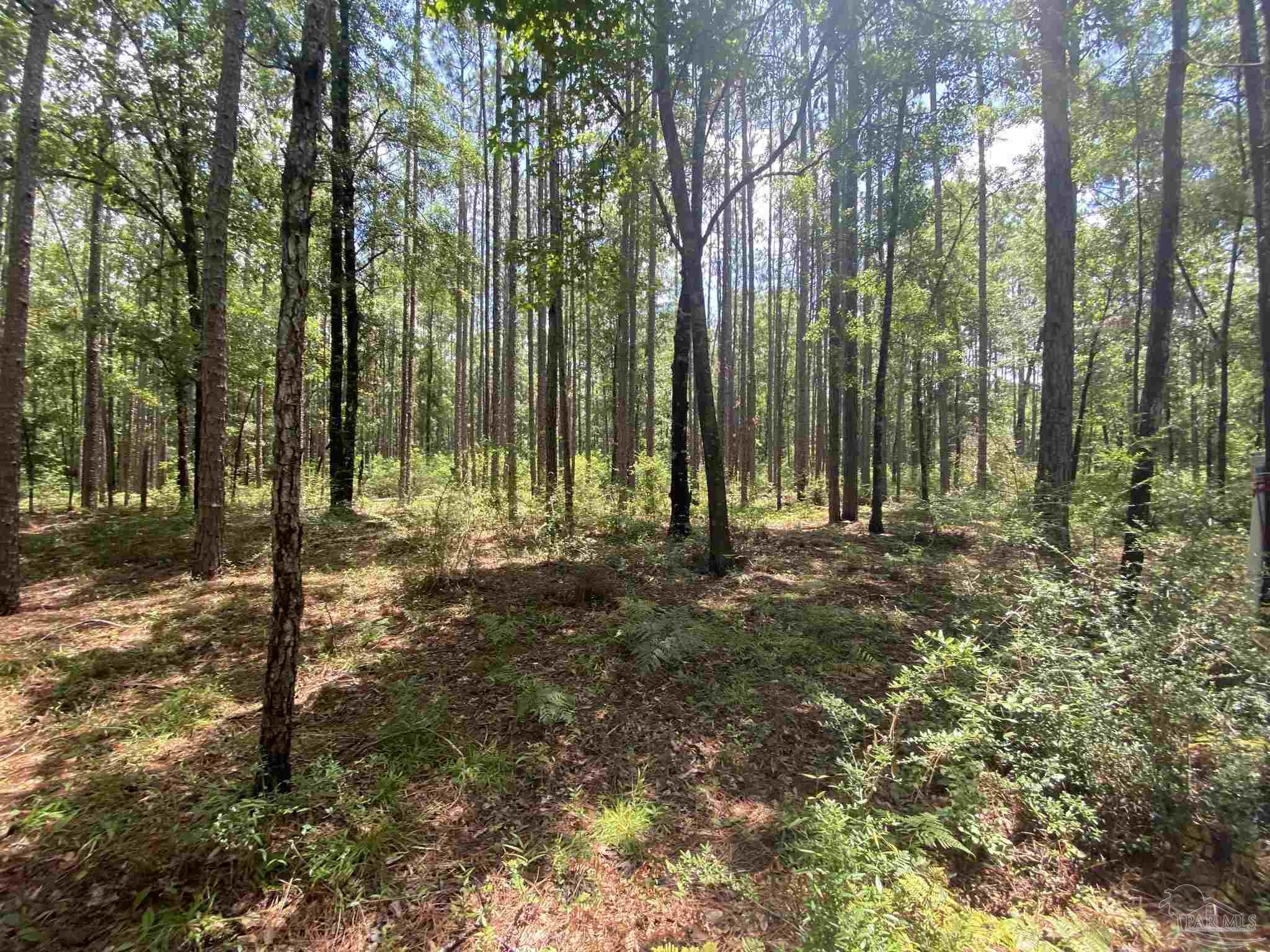 0 Short Creek Road Jay, FL 32565 - Photo 6 of 18