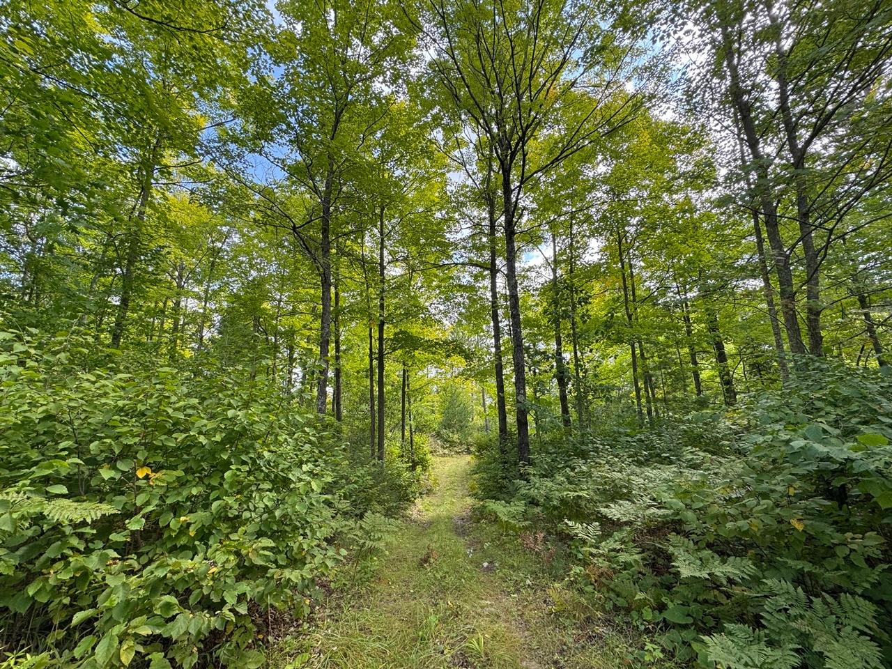 1905 Flowage Road Park Falls, WI 54552 - Photo 63 of 81 Gallery Image 63