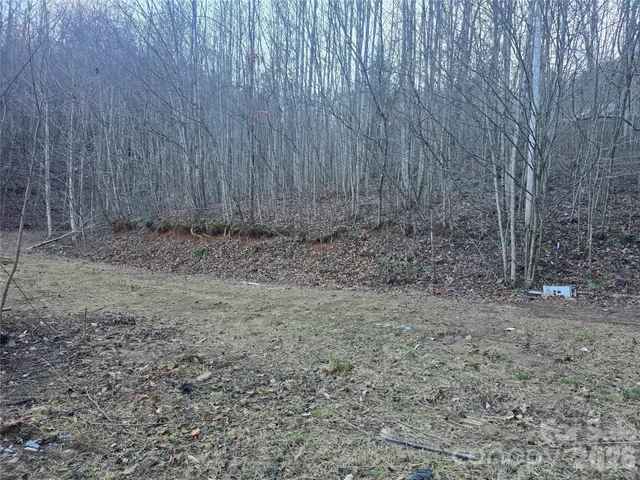 a view of a forest with trees in the background