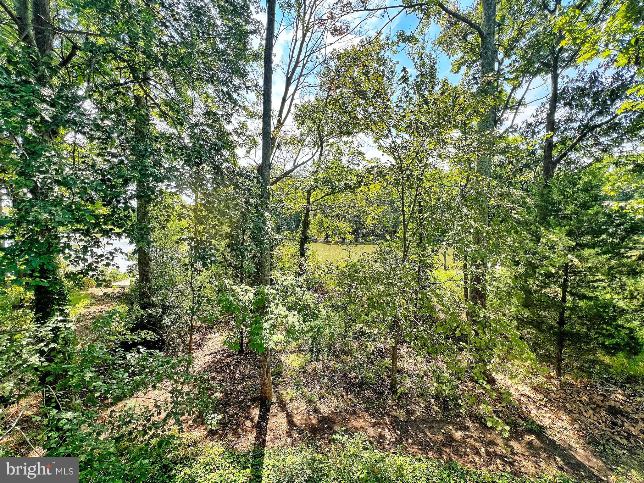 5629 Gunner Run Road Churchton, MD 20733 - Photo 50 of 51 a view of a yard with a tree
