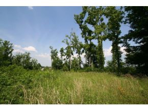 Tbd Chestnut Ridge Lane, Unit 1 Jonesborough, TN 37659 - Photo 2 of 3 Photo 2