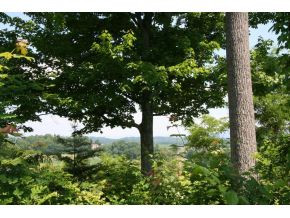 Tbd Chestnut Ridge Lane, Unit 1 Jonesborough, TN 37659 - Photo 3 of 3 Photo 3