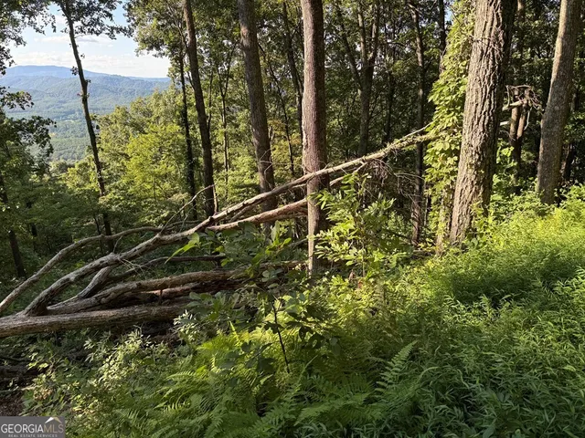 a view of a yard with plants and large trees