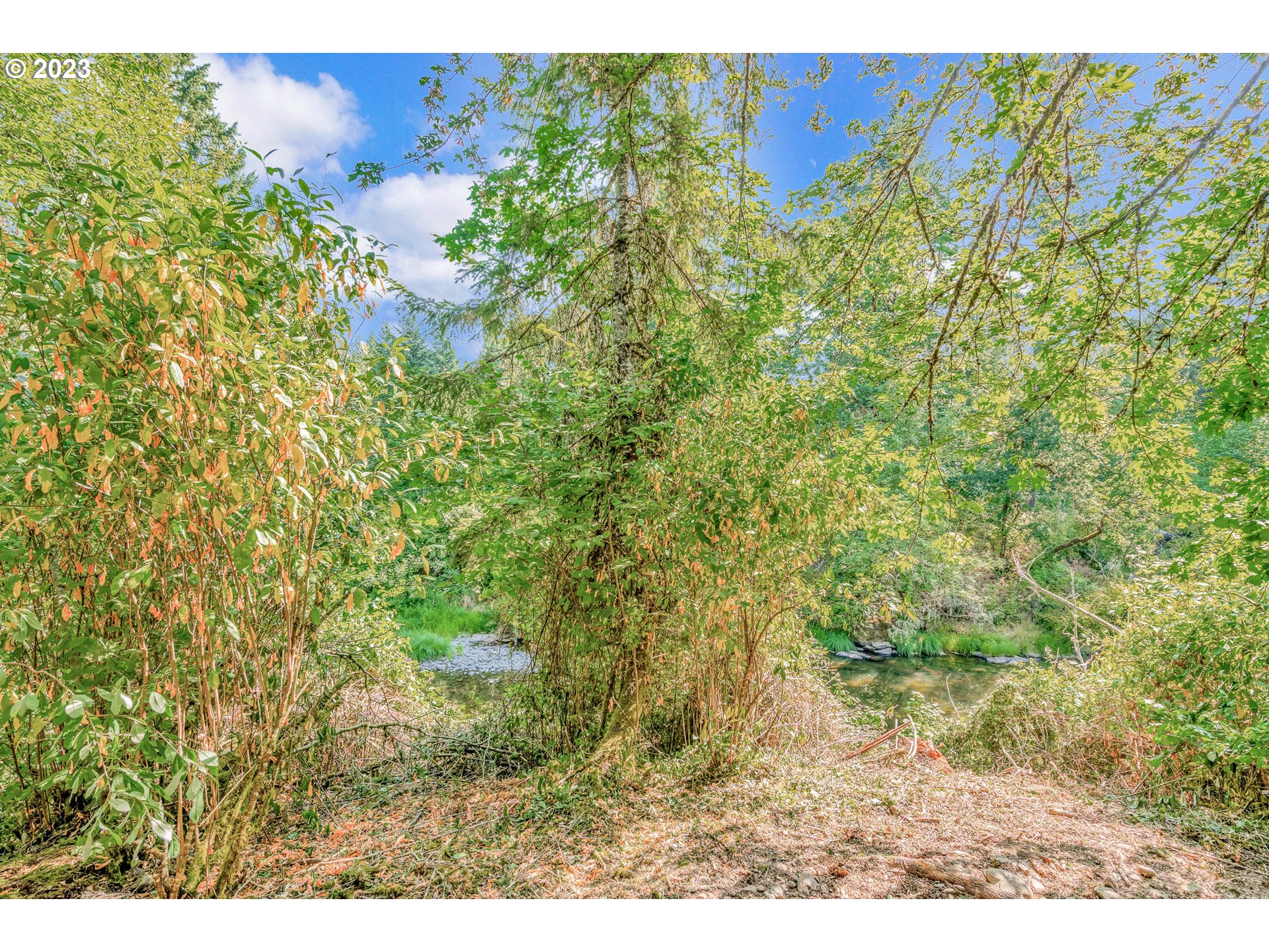 77383 Mosby Creek Road Cottage Grove, OR 97424 - Photo 46 of 48 a view of a plant in a garden