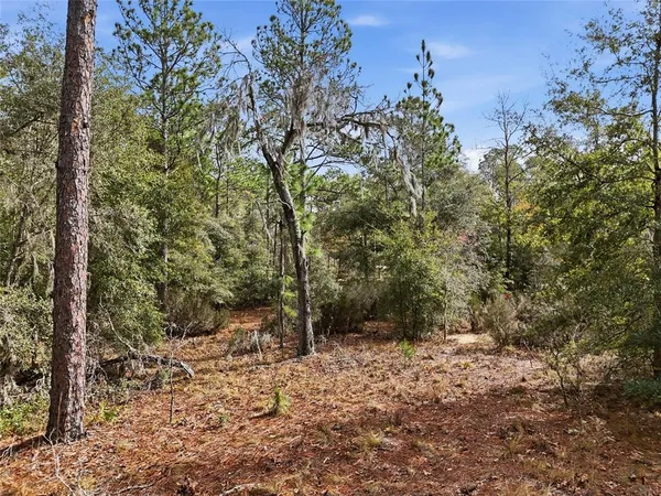 a view of a forest with trees in the background