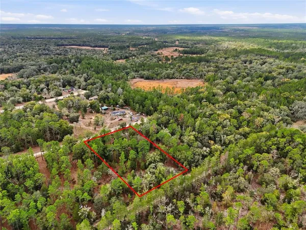 a view of a plant with a tree