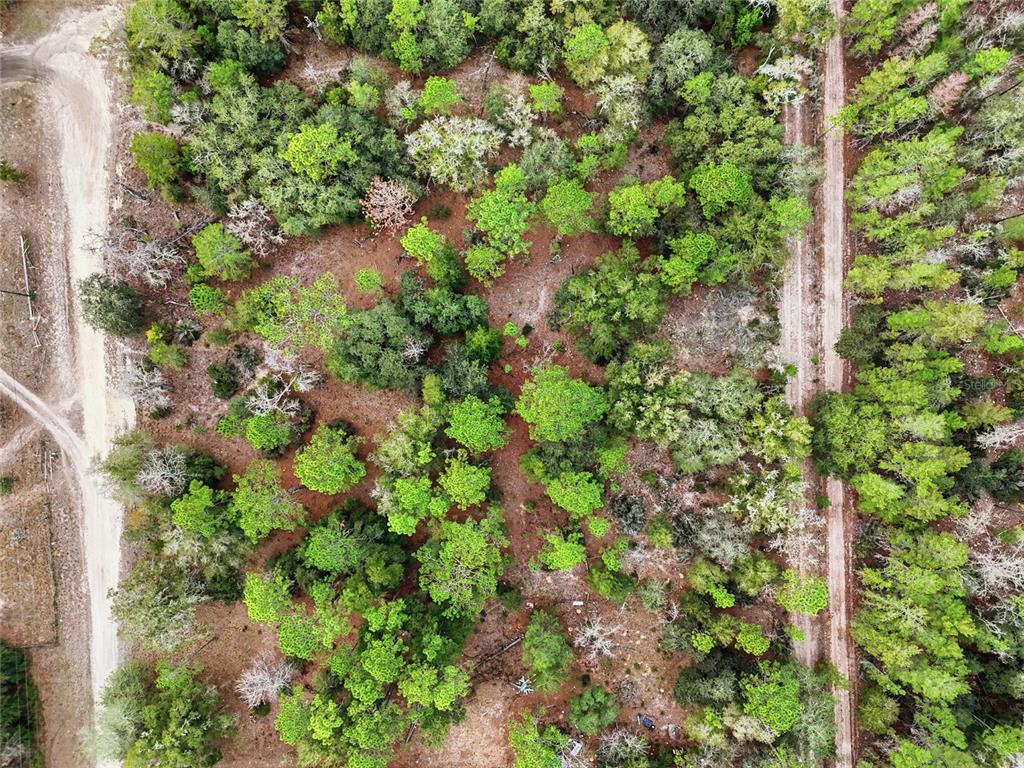 0 Northeast 111th Street Bronson, FL 32621 - Photo 6 of 13 a view of a plant with a tree