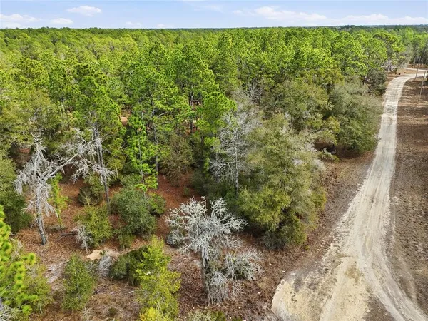 a view of a forest with a street