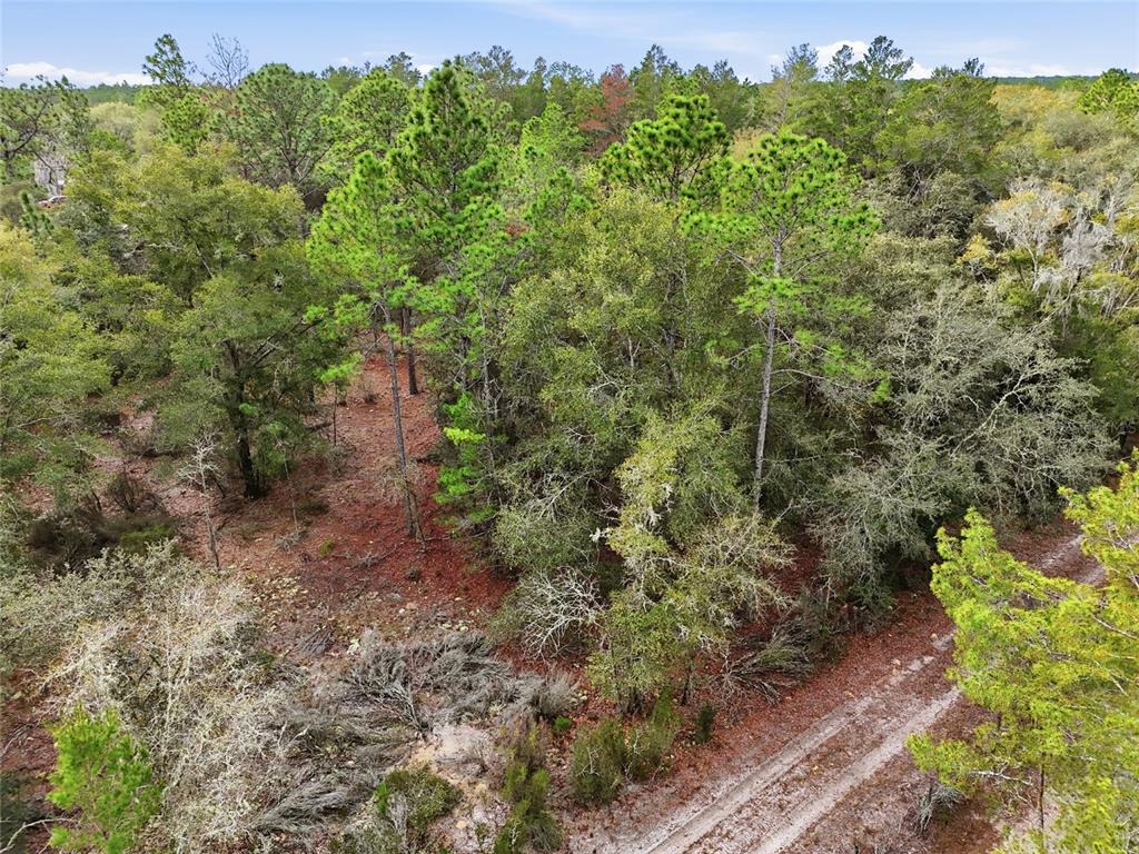 0 Northeast 111th Street Bronson, FL 32621 - Photo 9 of 13 a view of a forest with a street
