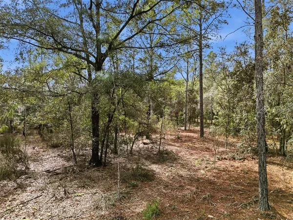 a view of a forest with trees