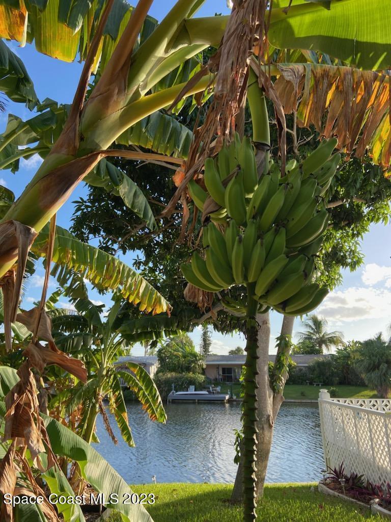 146 Bimini Road Cocoa Beach, FL 32931 - Photo 32 of 37 a view of a yard with plants