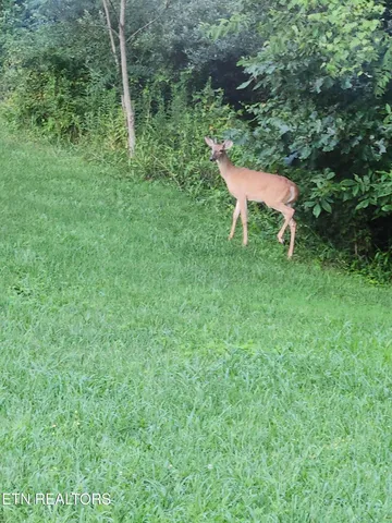 $355,000 | 246 Nydeck Road, Robbins, TN 37852