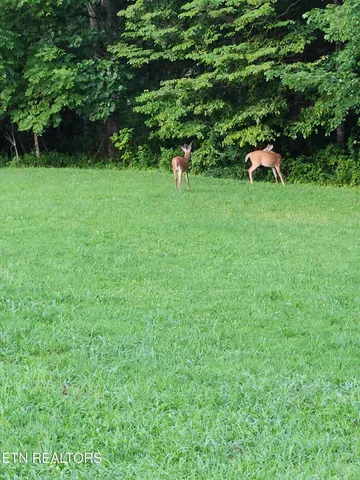 $355,000 | 246 Nydeck Road, Robbins, TN 37852