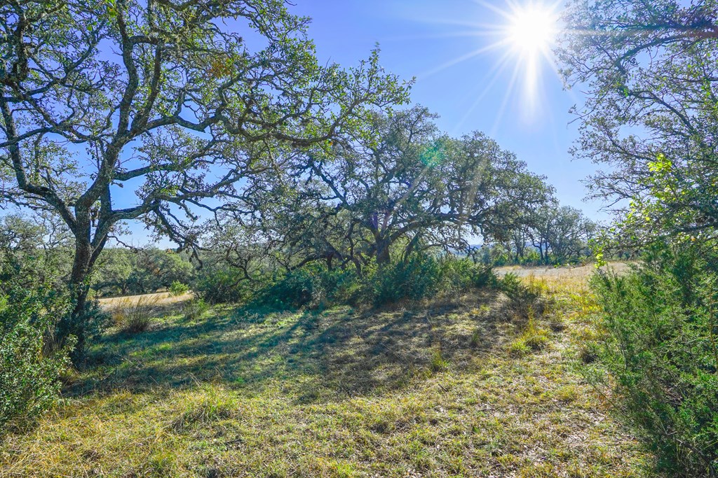 1365 North Walnut Springs Road, Unit 69 Johnson City, TX 78636 - Photo 11 of 41 a view of a garden with plants and large trees
