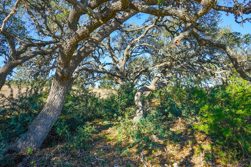1365 North Walnut Springs Road, Unit 69 Johnson City, TX 78636 - Photo 16 of 41 a view of tree
