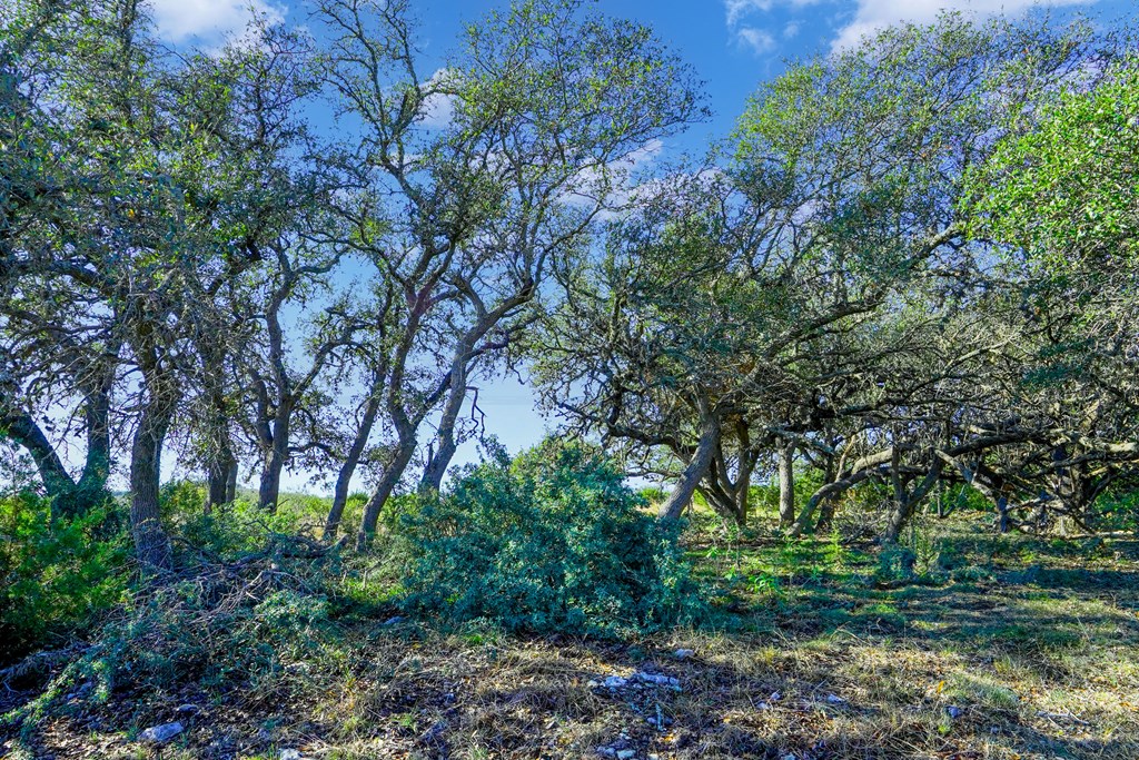1365 North Walnut Springs Road, Unit 69 Johnson City, TX 78636 - Photo 30 of 41 a backyard of a house with lots of green space