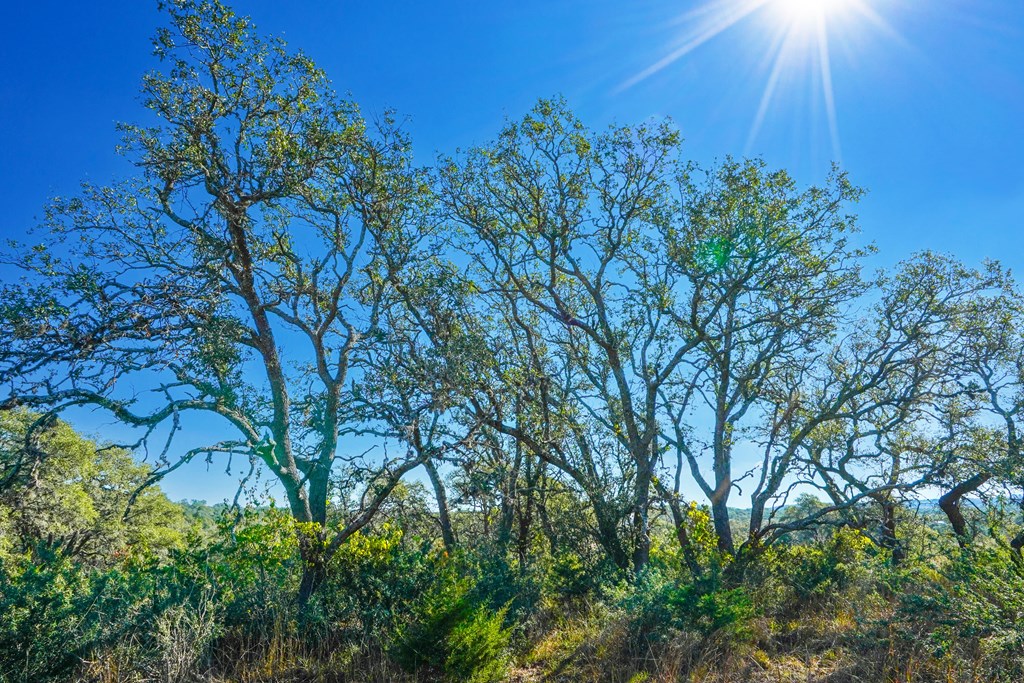 1365 North Walnut Springs Road, Unit 69 Johnson City, TX 78636 - Photo 31 of 41 a backyard of a house with lots of green space