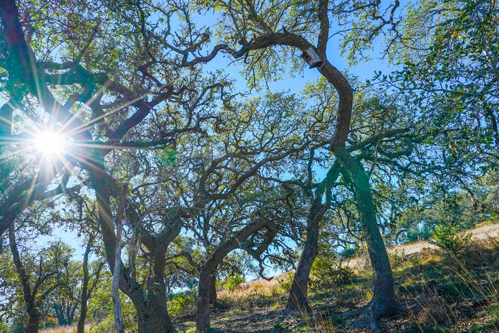1365 North Walnut Springs Road, Unit 69 Johnson City, TX 78636 - Photo 32 of 41 a view of tree
