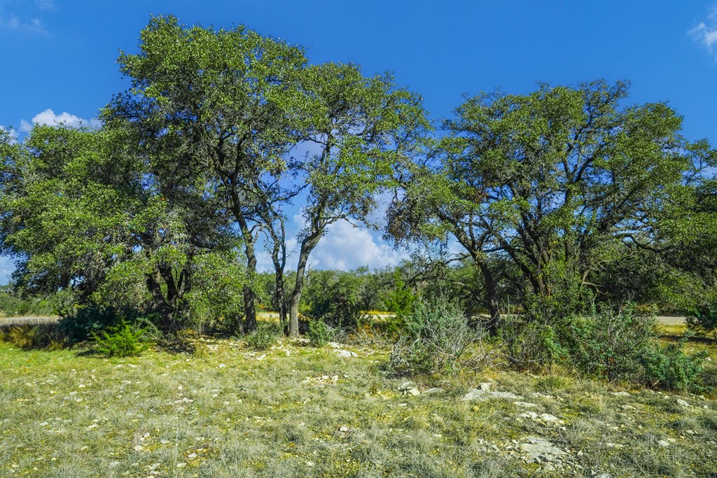 1365 North Walnut Springs Road, Unit 69 Johnson City, TX 78636 - Photo 4 of 41 a backyard of a house with lots of green space