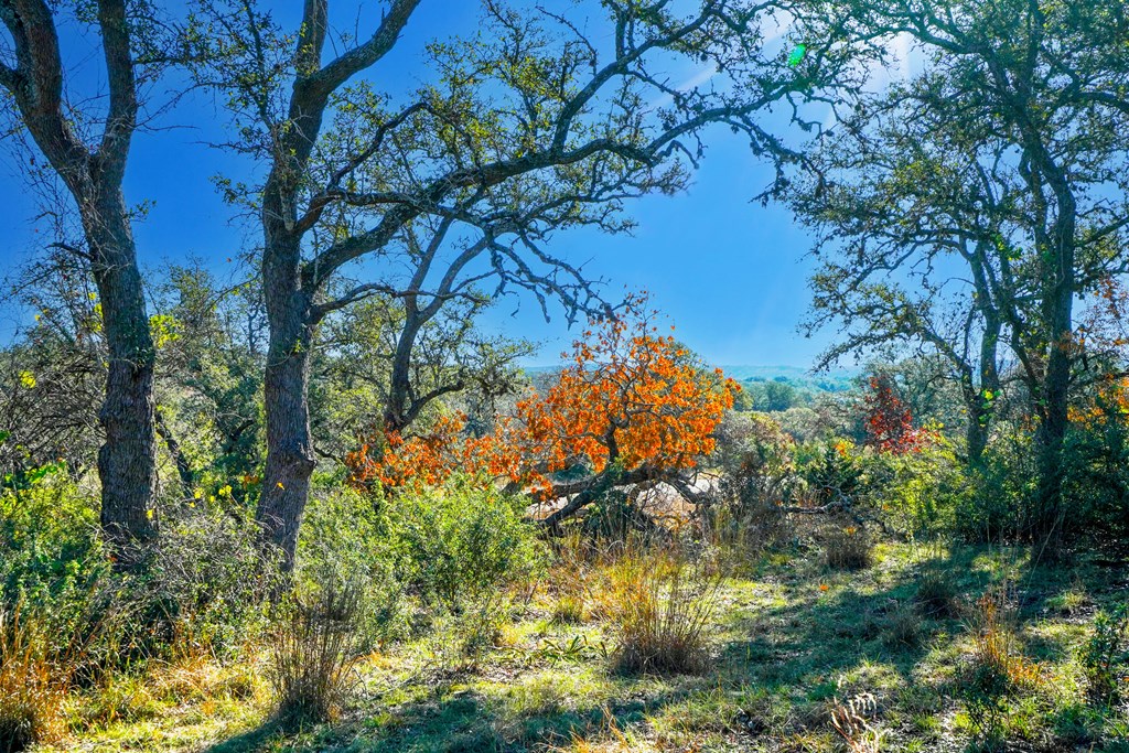1365 North Walnut Springs Road, Unit 69 Johnson City, TX 78636 - Photo 5 of 41 a view of a tree