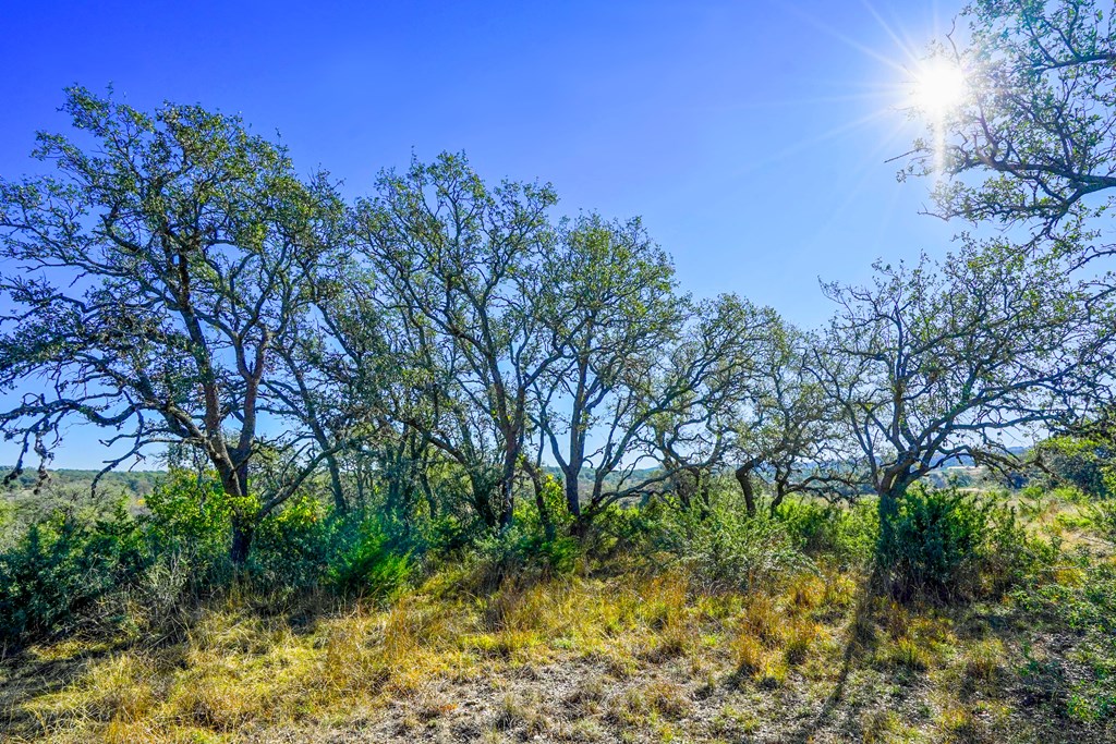 1365 North Walnut Springs Road, Unit 69 Johnson City, TX 78636 - Photo 7 of 41 a backyard of a house with lots of green space