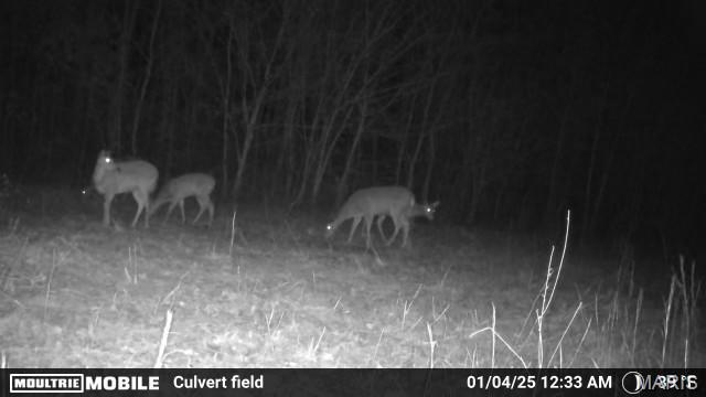 2164 Wayne 220 B Road Silva, MO 63964 - Photo 24 of 27