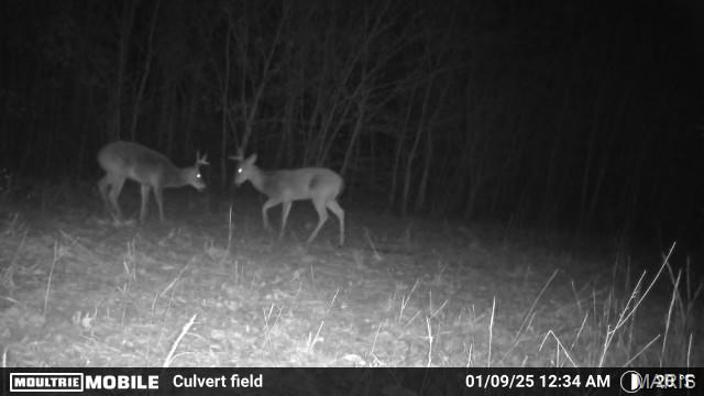 2164 Wayne 220 B Road Silva, MO 63964 - Photo 27 of 27