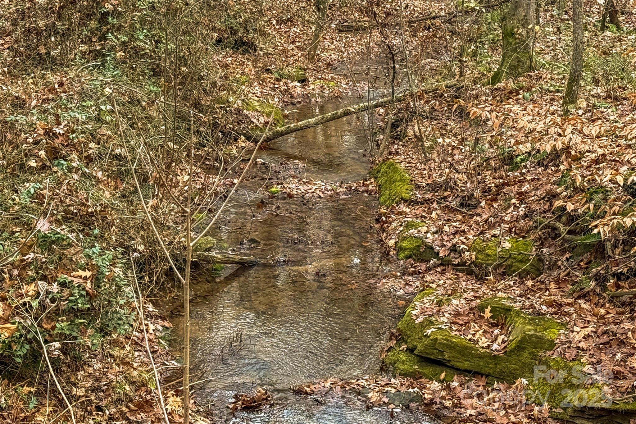 a close up of a plant