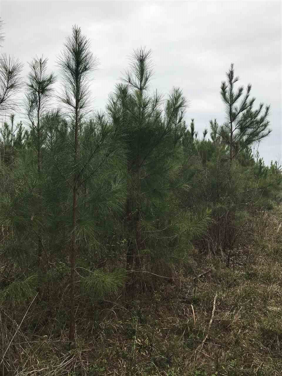 0 Harrell Road Pelahatchie, MS 39145 - Photo 1 of 3 Photo 1