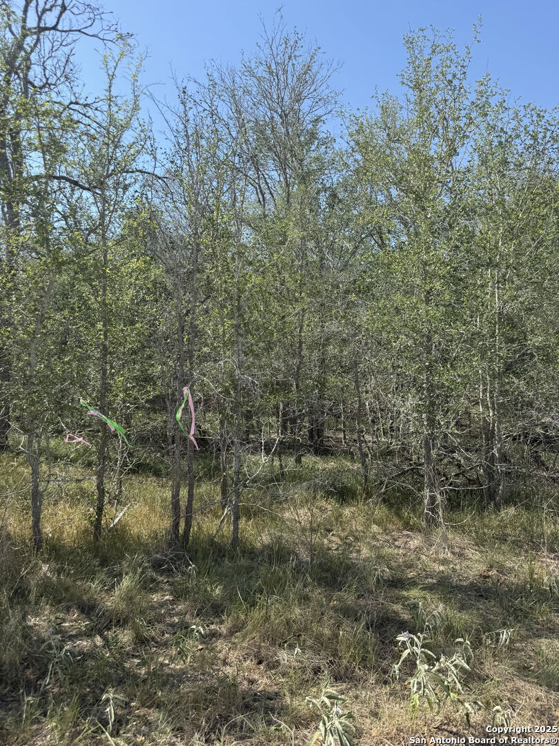 a view of a yard with a tree
