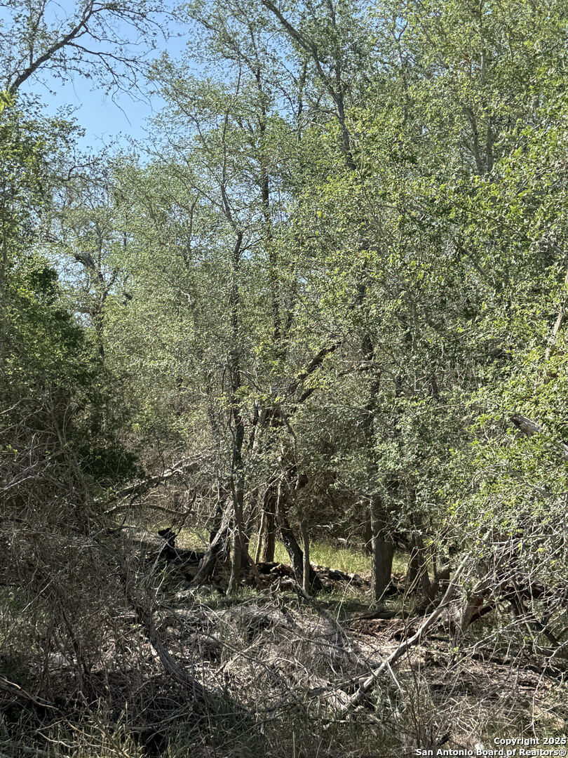 421 Kerr Avenue Sutherland Springs, TX 78161 - Photo 3 of 7 a view of a dry yard with large trees